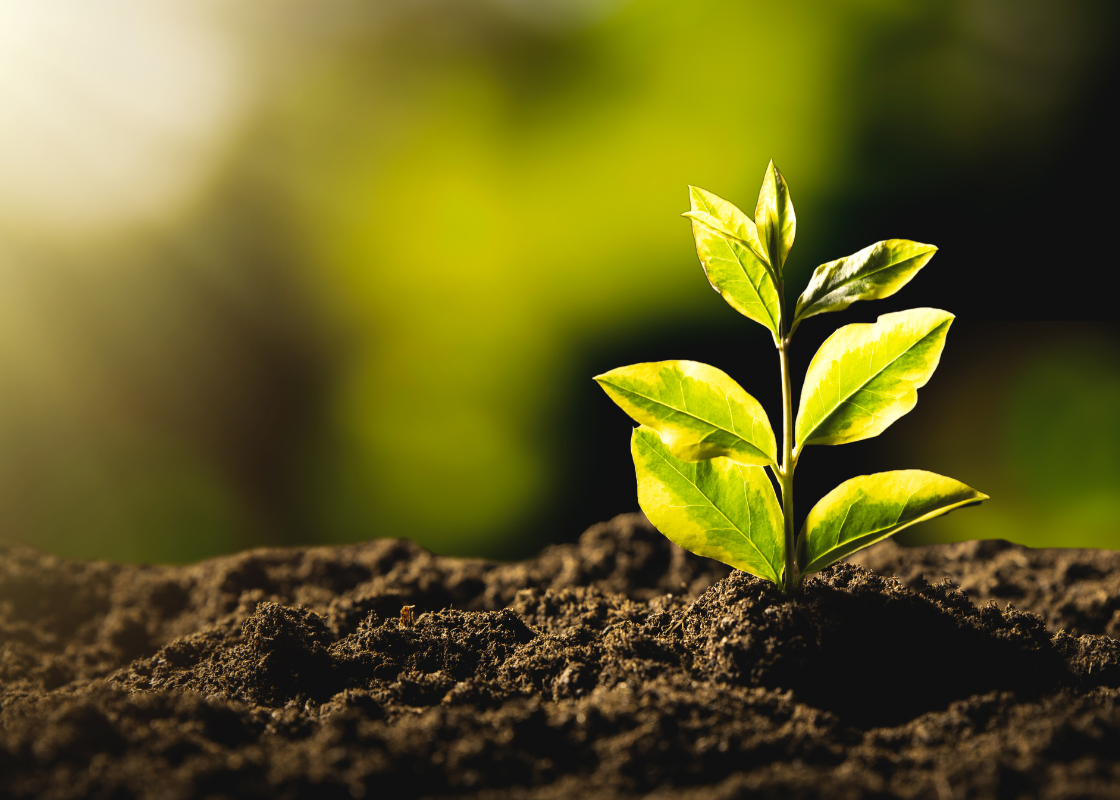 Sièges-en-bois-FSC-2